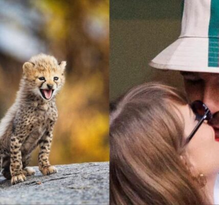 Taylor Swift & Travis Kelce Find Love In The Wild As Cheetah Cubs