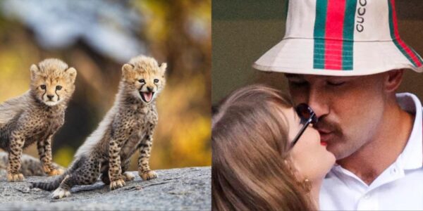 Taylor Swift & Travis Kelce Find Love In The Wild As Cheetah Cubs