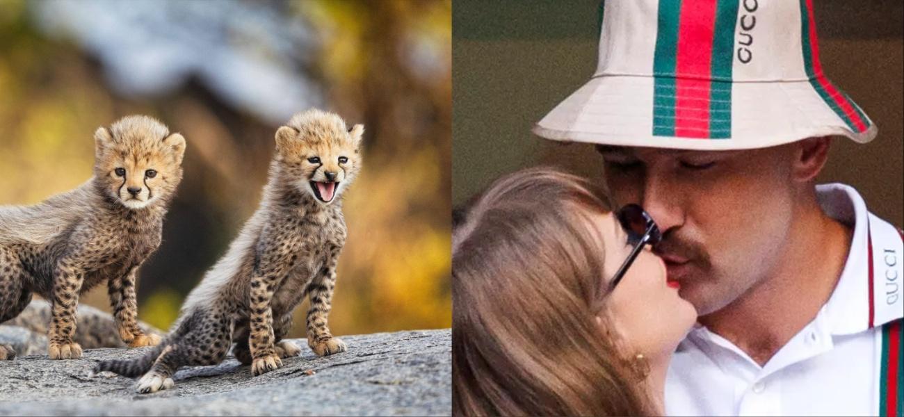 Taylor Swift & Travis Kelce Find Love In The Wild As Cheetah Cubs